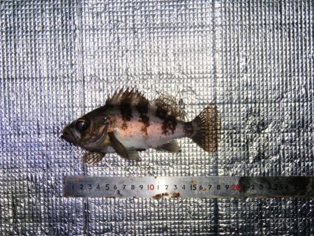 豊浜桟橋周辺はセイゴ支配？