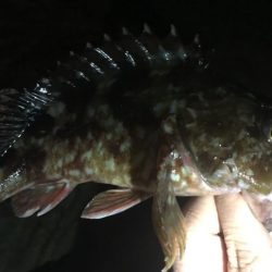 カサゴ・ガシラ　兵庫県(瀬戸内海側)　2017年1月　カンパリ投稿オススメ記事！