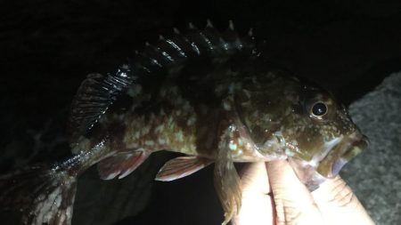 カサゴ・ガシラ　兵庫県(瀬戸内海側)　2017年1月　カンパリ投稿オススメ記事！