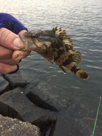 冬ロックフェスのつもりだったのに