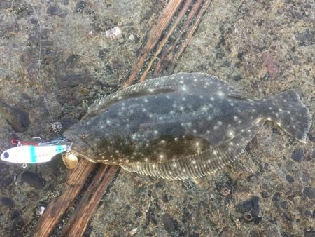 朝まずめのちびヒラメ