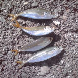 ヘダイ、グレ、小アジ等