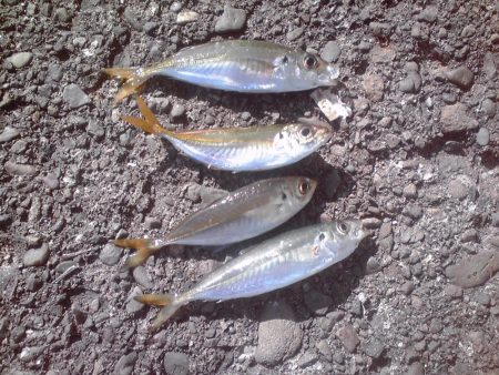 ヘダイ、グレ、小アジ等