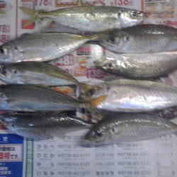 小アジ、カイズ、ガシラ等