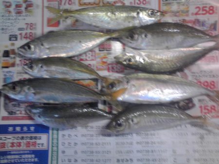 小アジ、カイズ、ガシラ等