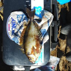 フカセで石鯛37cm・・・・