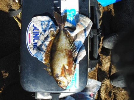 フカセで石鯛37cm・・・・