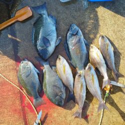 グレは37cmアオリイカ・小さい・・・・・・