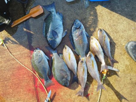 グレは37cmアオリイカ・小さい・・・・・・