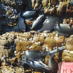 尾長祭りでした・・