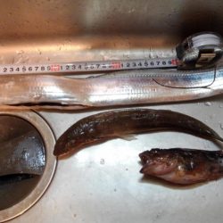 穴釣りとショアジギング