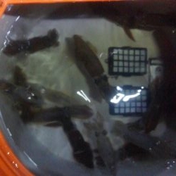 まだ早いかな？