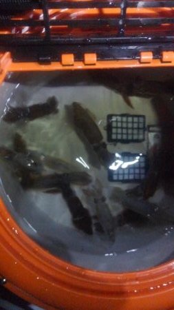 まだ早いかな？