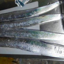 タチウオしか釣れません！