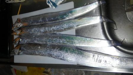 タチウオしか釣れません！