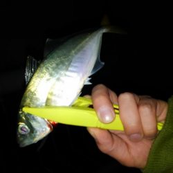 コスモスクエアにて大アジ発見