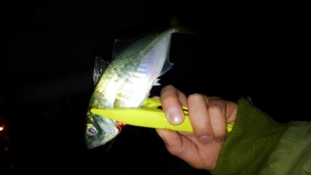 コスモスクエアにて大アジ発見