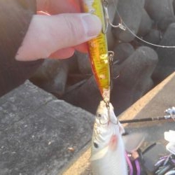 コノシロフィーバー