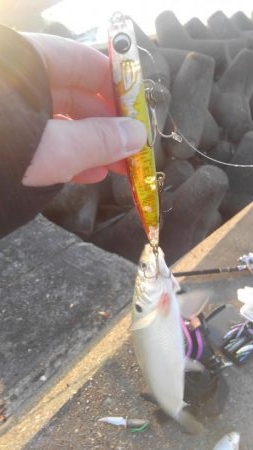 コノシロフィーバー