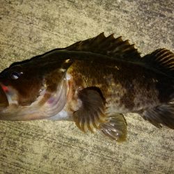 今季初ガシリング!