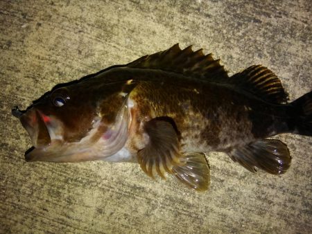 今季初ガシリング!