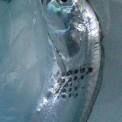 タチウオ もう1本