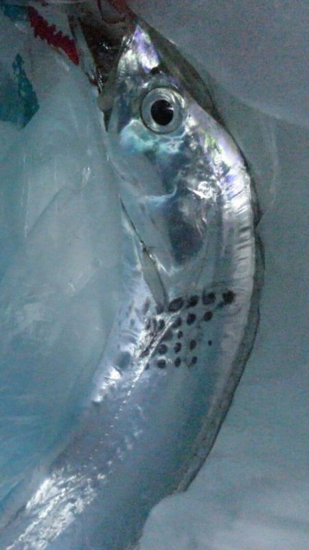 タチウオ もう1本