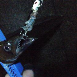 今日もタチウオ 2本