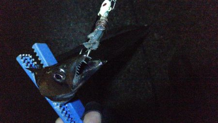 今日もタチウオ 2本