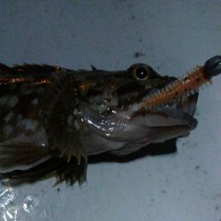 ガシリング(ガシラ×5)