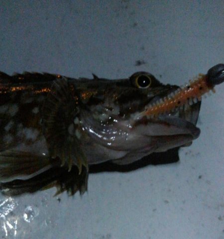 ガシリング(ガシラ×5)