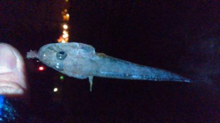 別府港でアナゴ、キビレ！