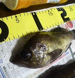 釣り納めメバリング(　ﾟﾛﾟ)!!