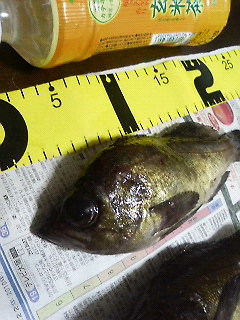 釣り納めメバリング(　ﾟﾛﾟ)!!