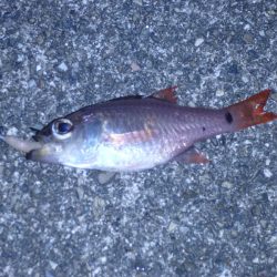 スーパームーンはアジングには逆風?