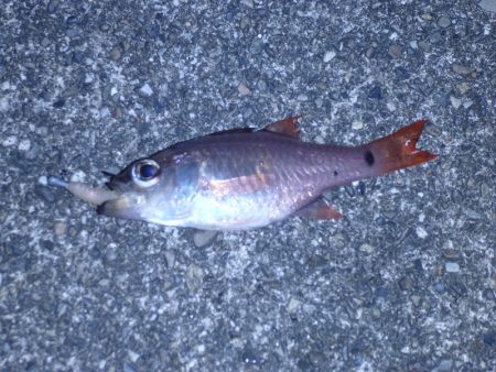 スーパームーンはアジングには逆風?