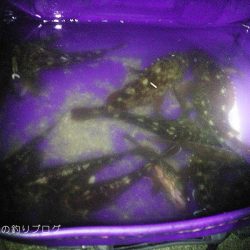 カサゴ沢山ゲット！