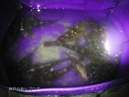 カサゴ沢山ゲット！