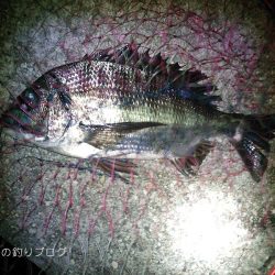 紀州釣りで良型チヌゲット！