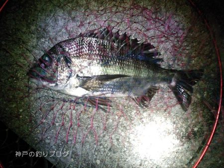 紀州釣りで良型チヌゲット！