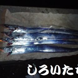 ２週間ぶりにタチウオ狙い。