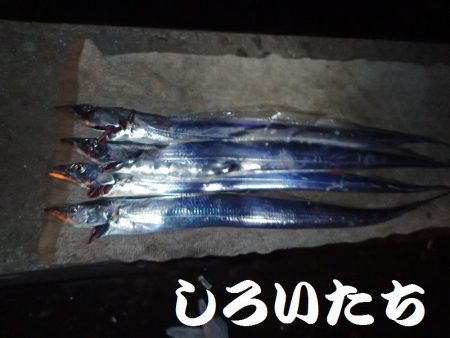 ２週間ぶりにタチウオ狙い。