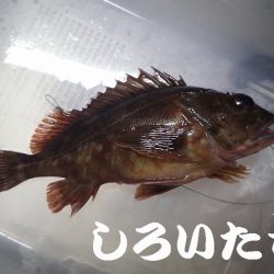 タチウオ狙いましたが
