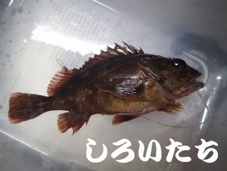タチウオ狙いましたが