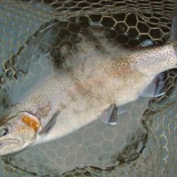 岡崎トラウトポンド釣果