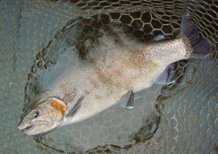 岡崎トラウトポンド釣果