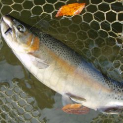 大安トラウトレイク 釣果