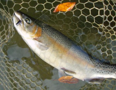 大安トラウトレイク 釣果