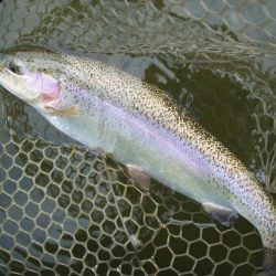 大安トラウトレイク 釣果