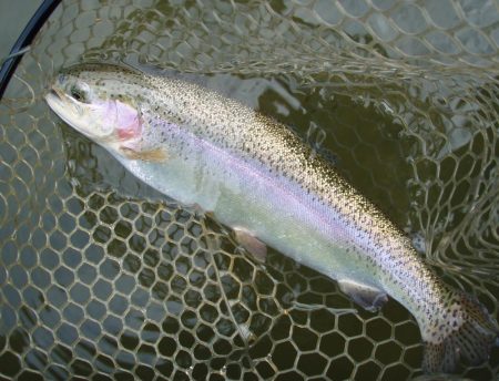 大安トラウトレイク 釣果